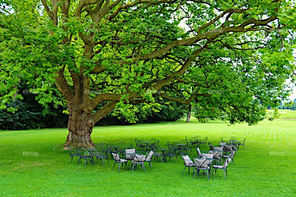 Café and relaxing under the big tree!