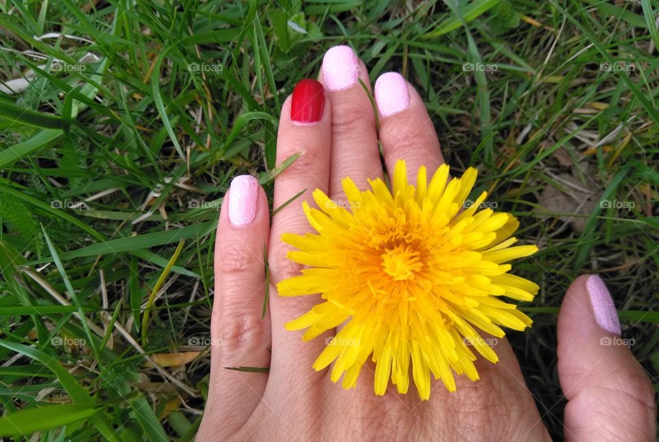 colour manicure female hand and yellow flower