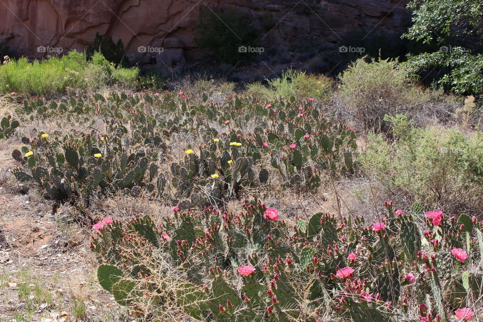 prickly pear field
