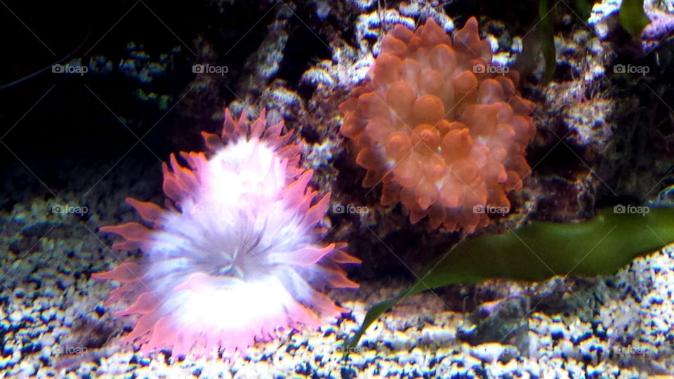 bright anemone