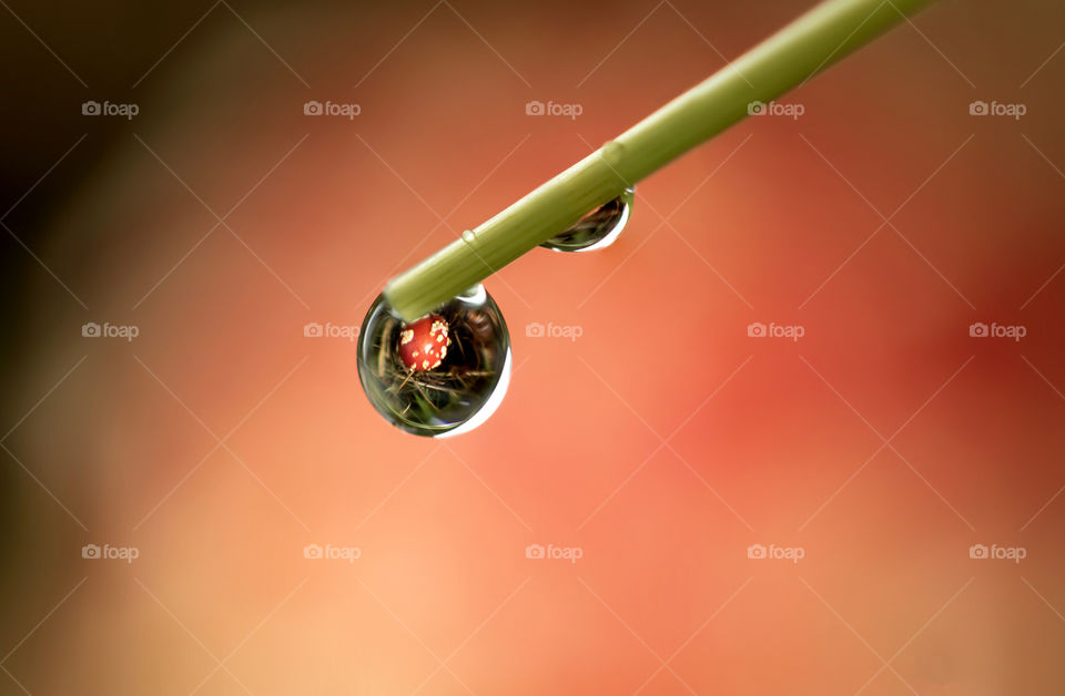 A macro portrait of a water droplet hanging from the end of a blade of grass with in its reflection a small red and white dotted mushroom.