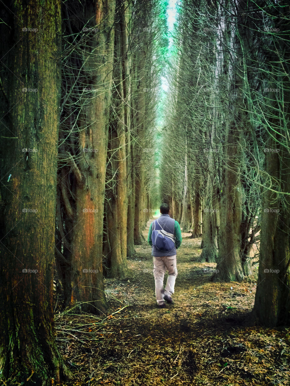 A man wearing a daypack, strolls through a passageway of tall pines, in the British, autumn countryside 