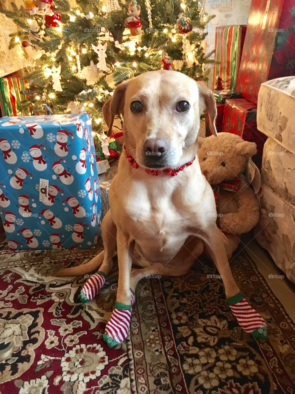 Rummy in her Christmas Socks!