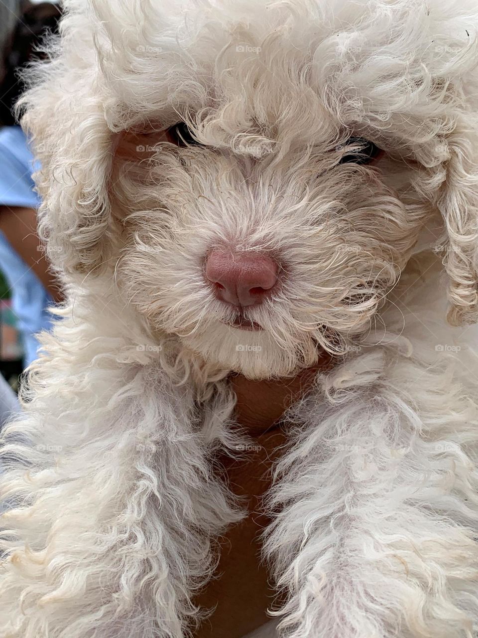 The Lagotto Romagnolo is one of the most ancient breeds, credited to be the forefather of modern water dog breeds. It originated in the 1400s in Italy. The Lagotto has a woolly and waterproof double coat