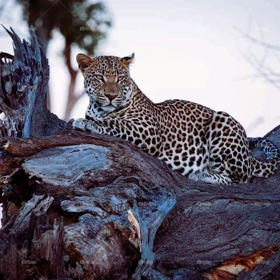African leopard