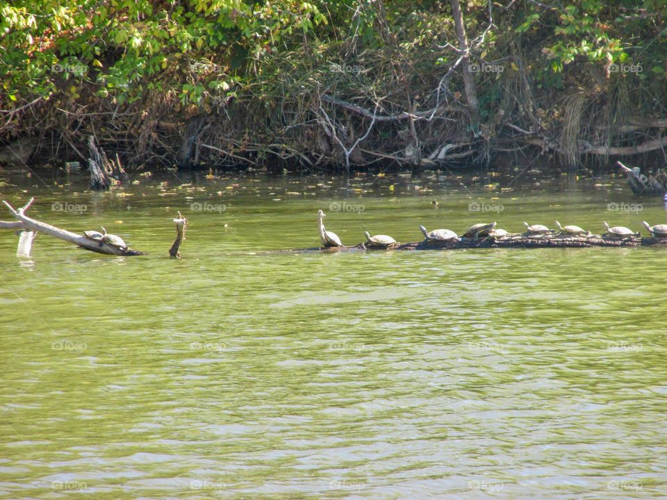 A bunch of turtles on a log that lies above the water.