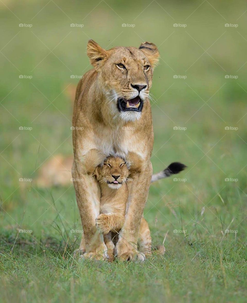 Lioness and cub
