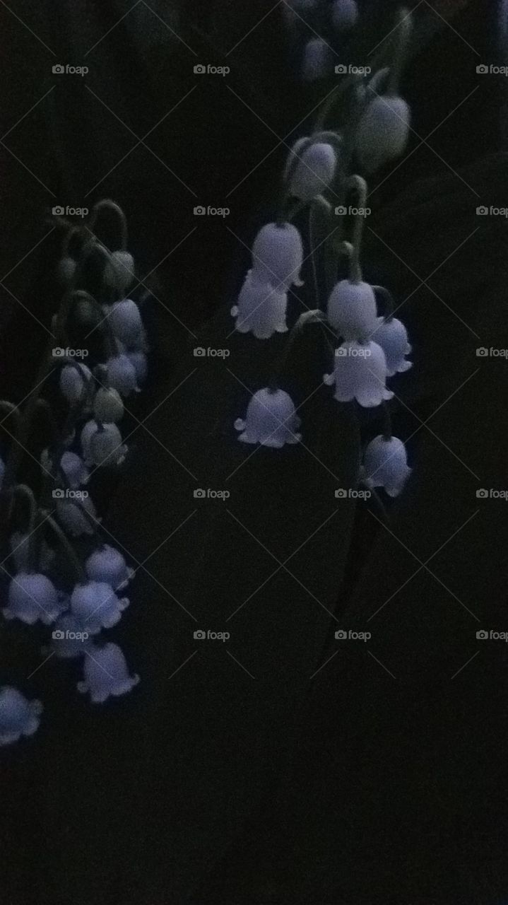 lilies of the valley