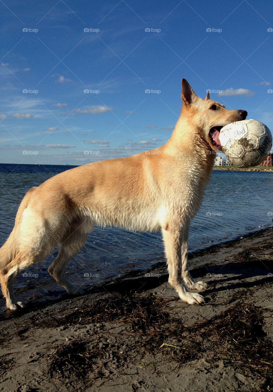 German shepard playing by the ocean.