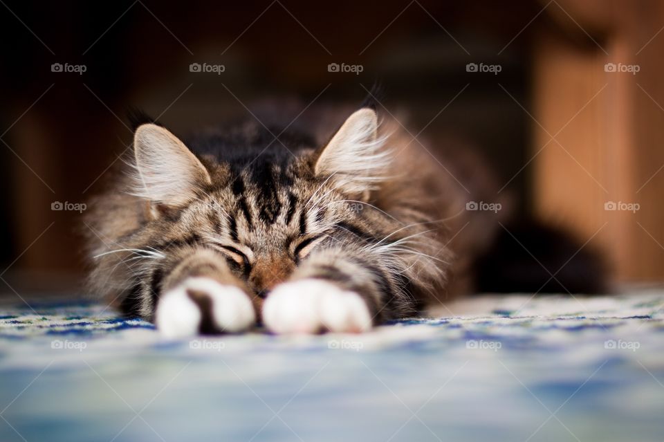Sleepy kitty