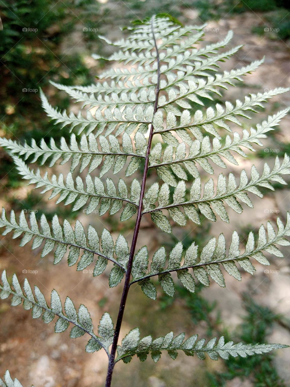 Leaves