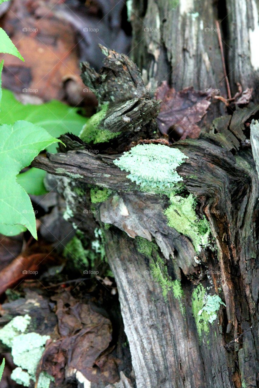 aging tree trunk cpvered in