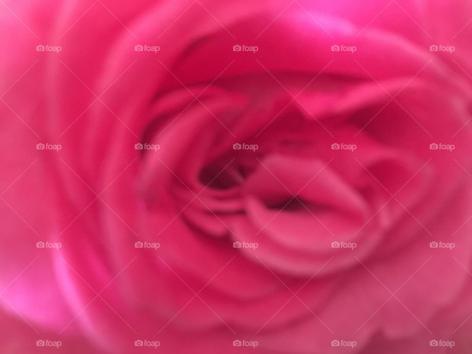 Petals of rose
