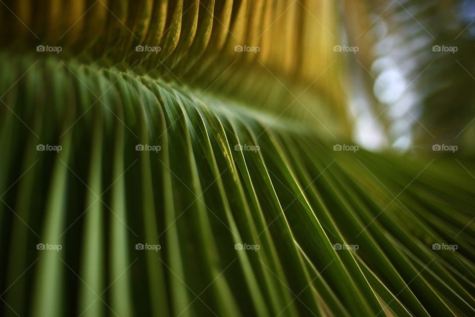 Leaf of Palm 