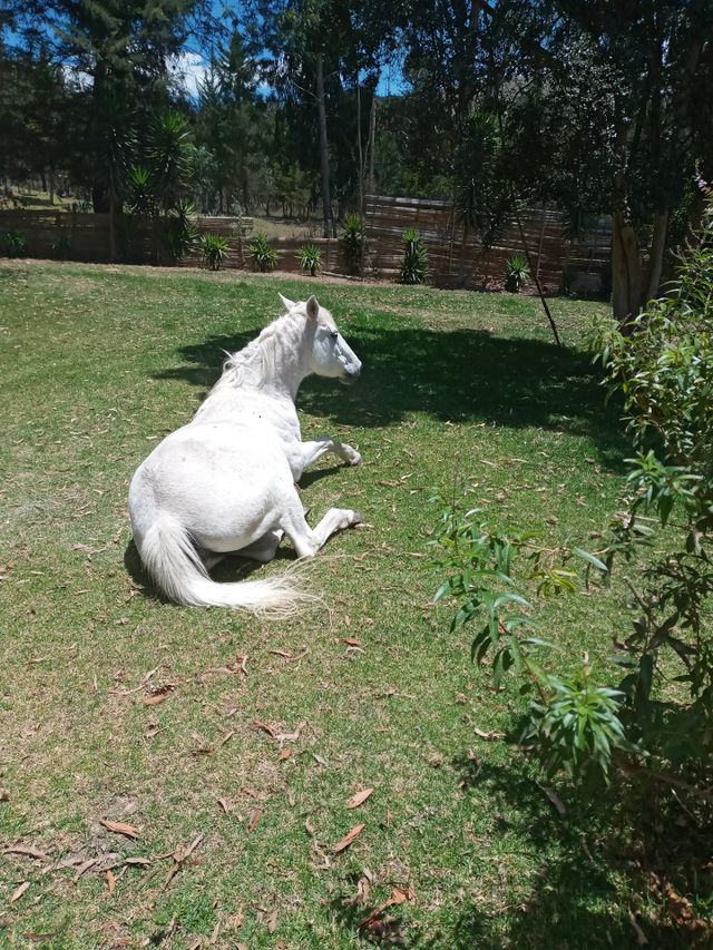 Horse