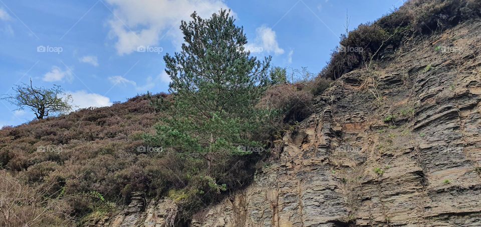 A small tree grows on a rock