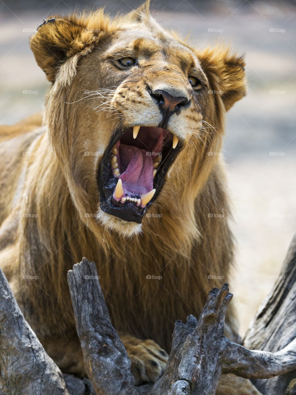 Close-up of lioness roaring
