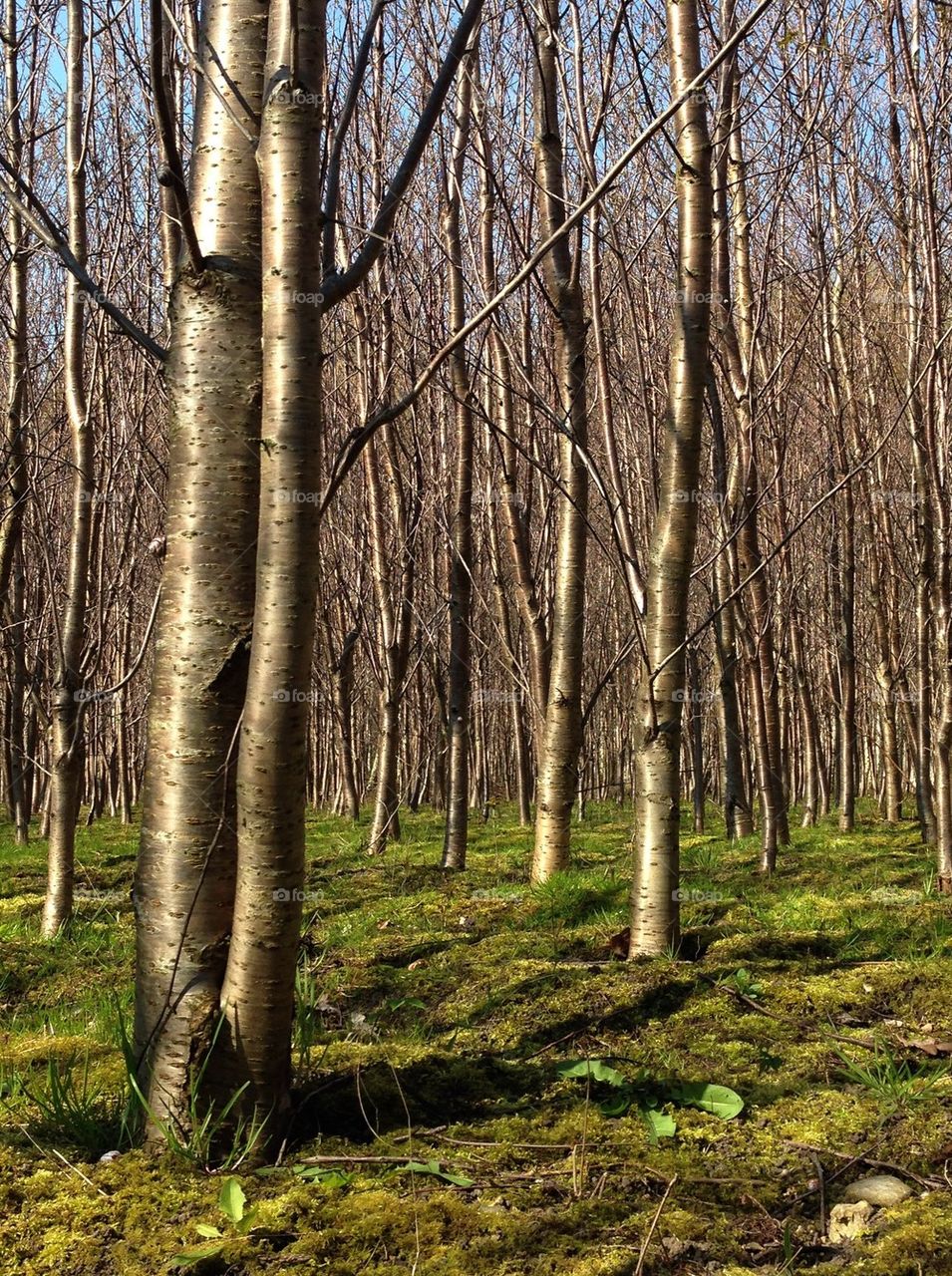 Growing trees.