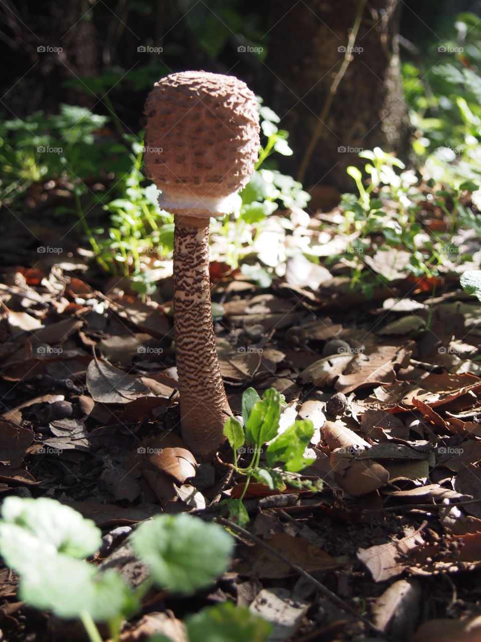 mushroom in the forest