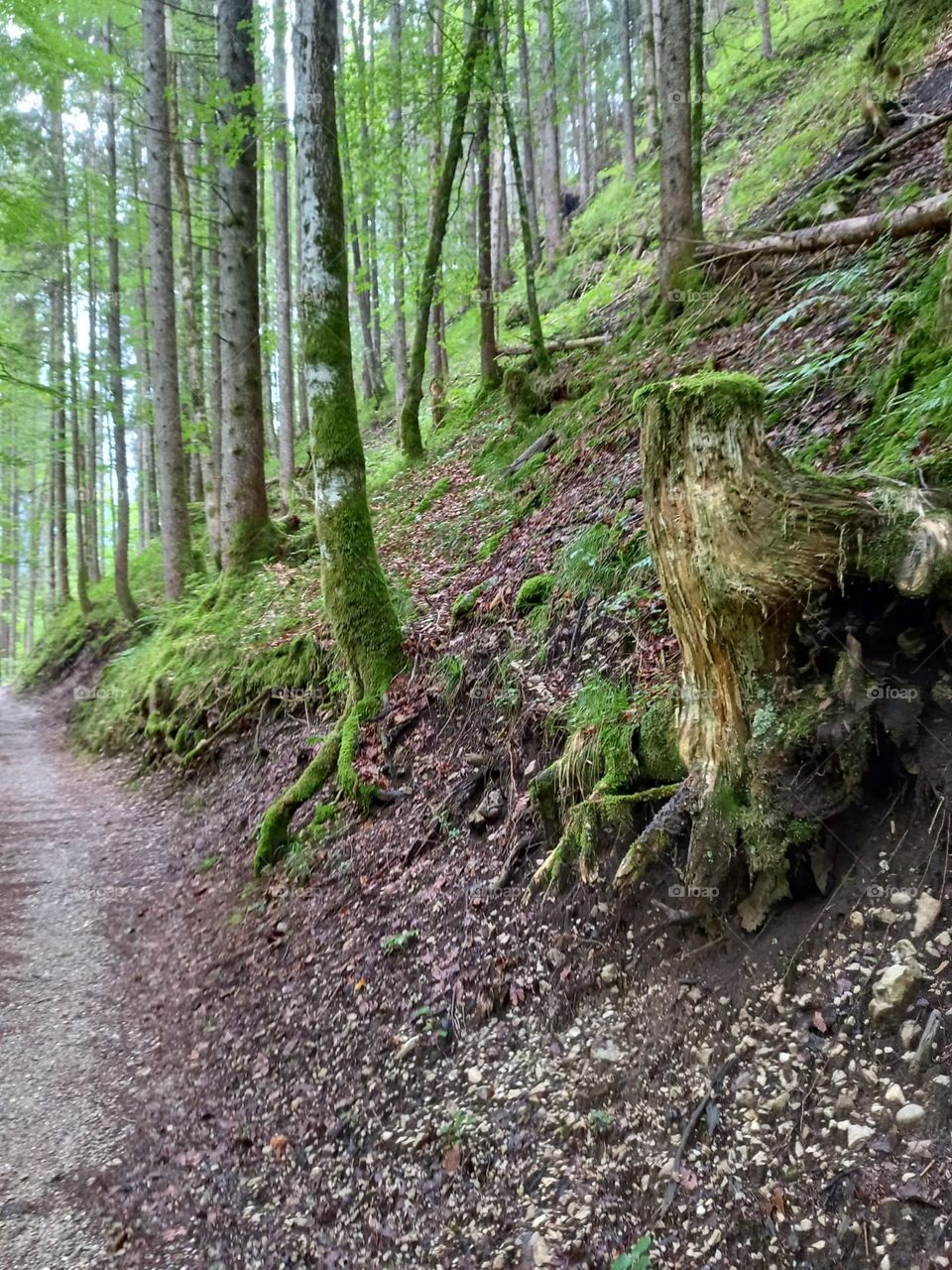 Mossy Trees on a Hillside