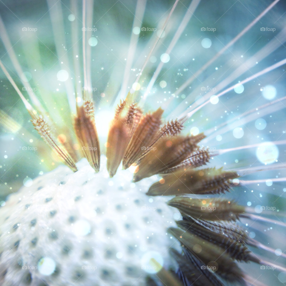 nature dandelion flower macro by Elina