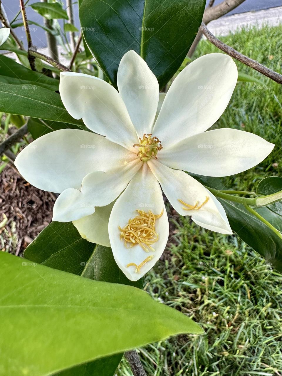 Magnolia flower blooming on tree in neighborhood along sidewalk suburban landscaping white petals yellow pollen