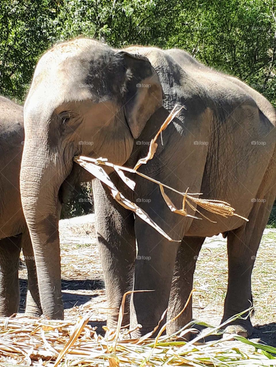 Lunchtime! A graceful female Asian elephant enjoys some sugarcane. Thailand. 