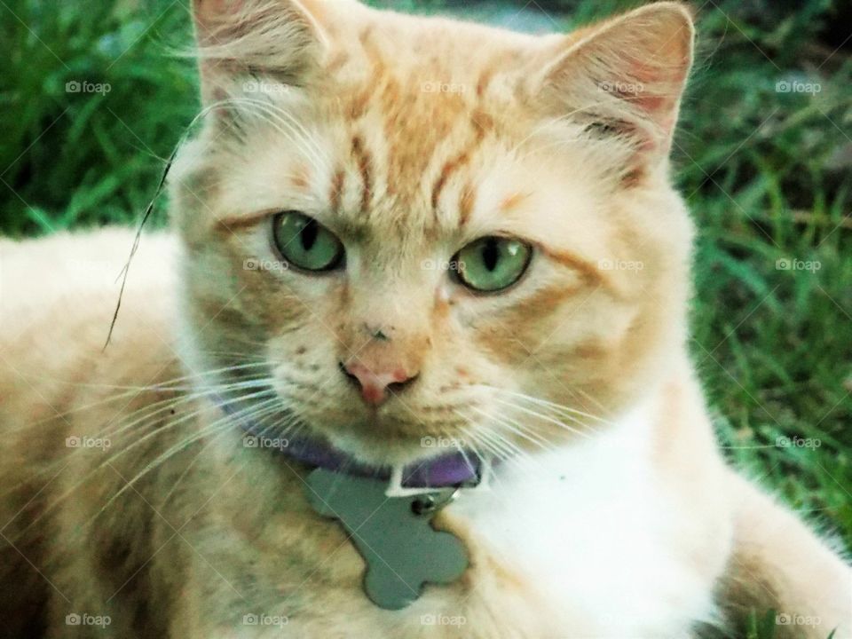 Simon, the Cat 🐱 