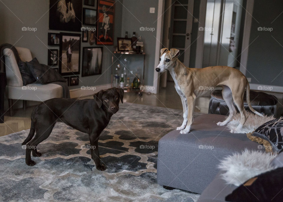 Two puppies friends a brown Labrador and whippet playing indoors on the couch.