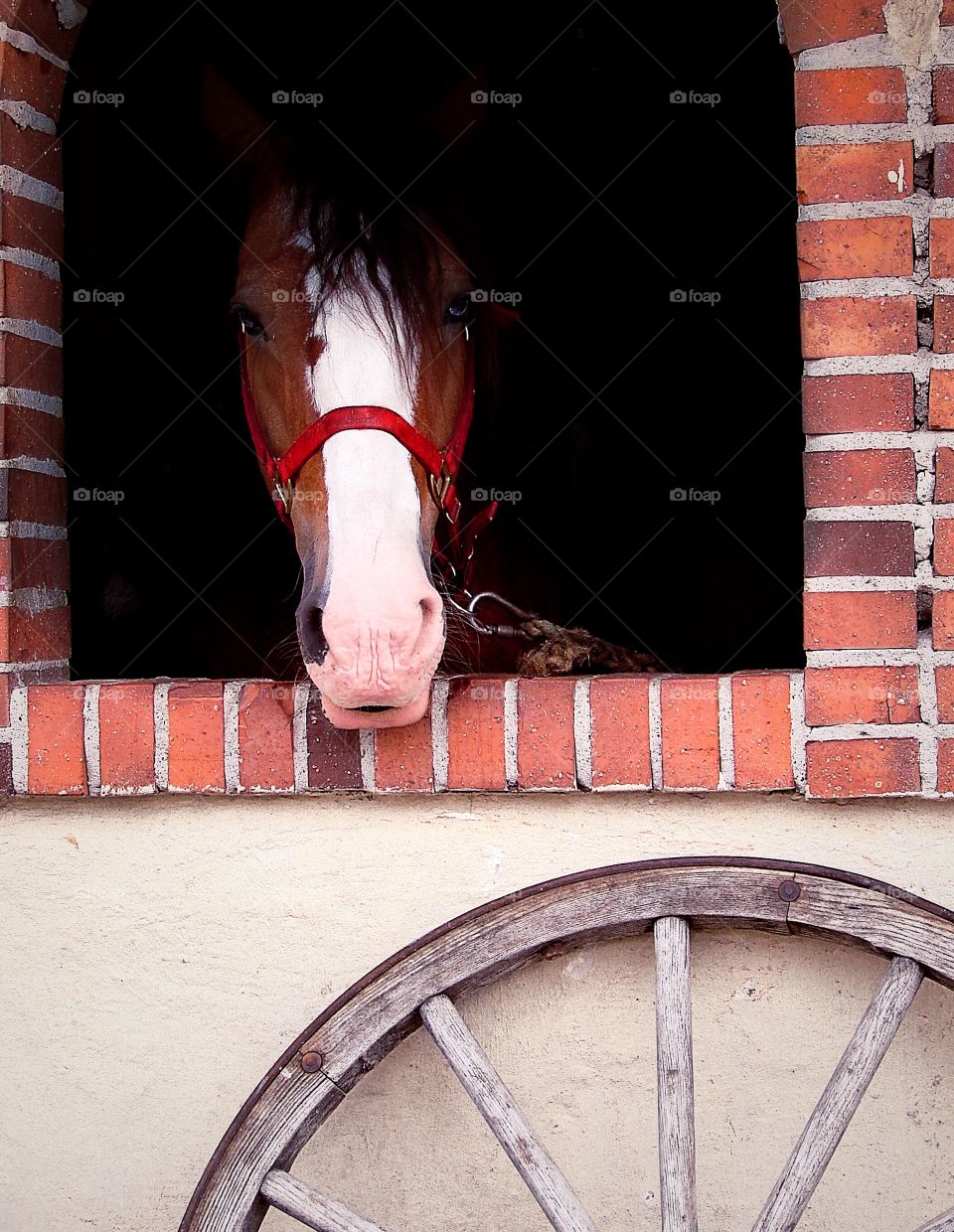 Horse in stable