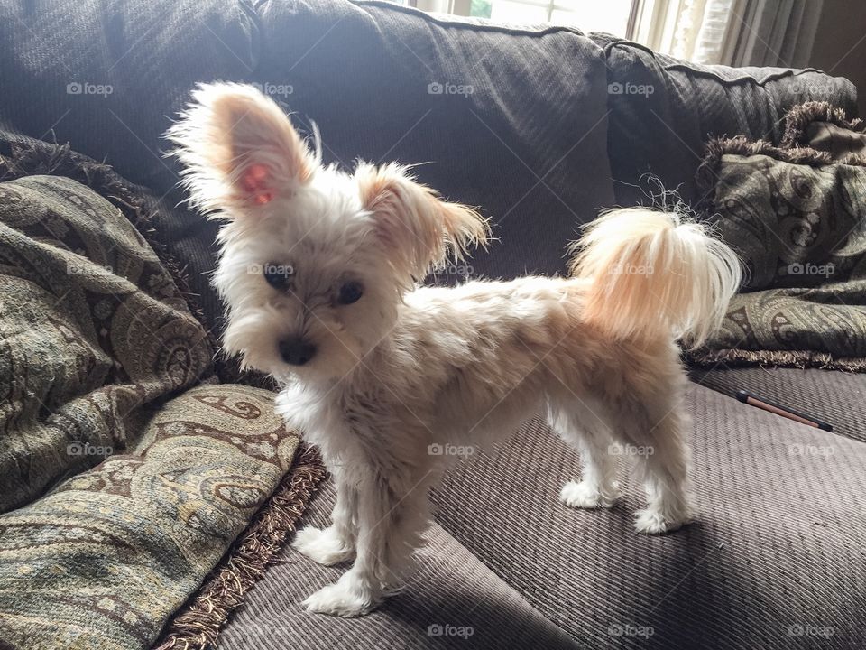 White dog standing on sofa