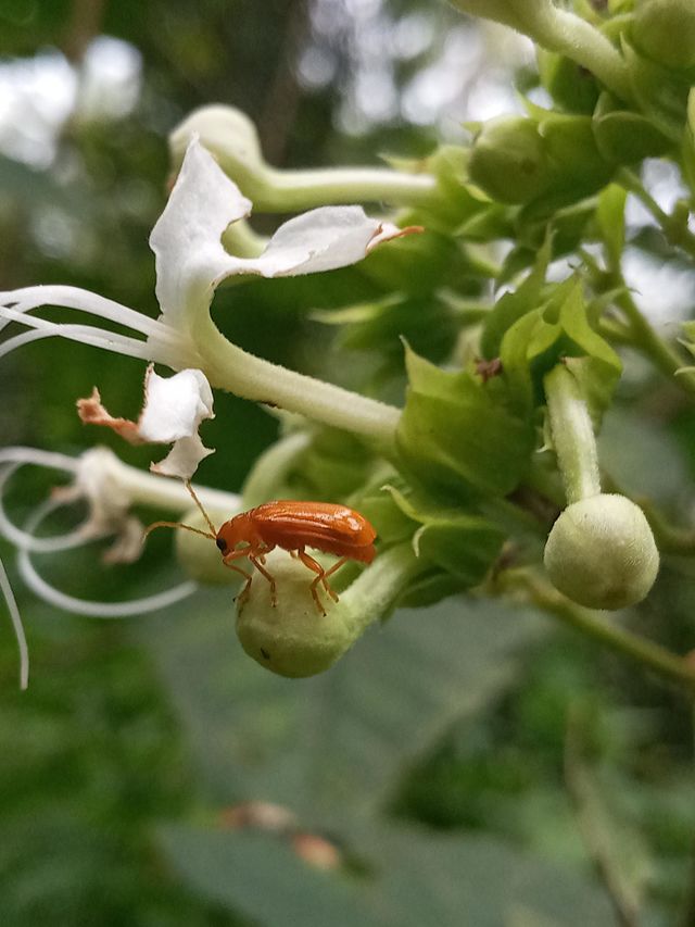 orange insect