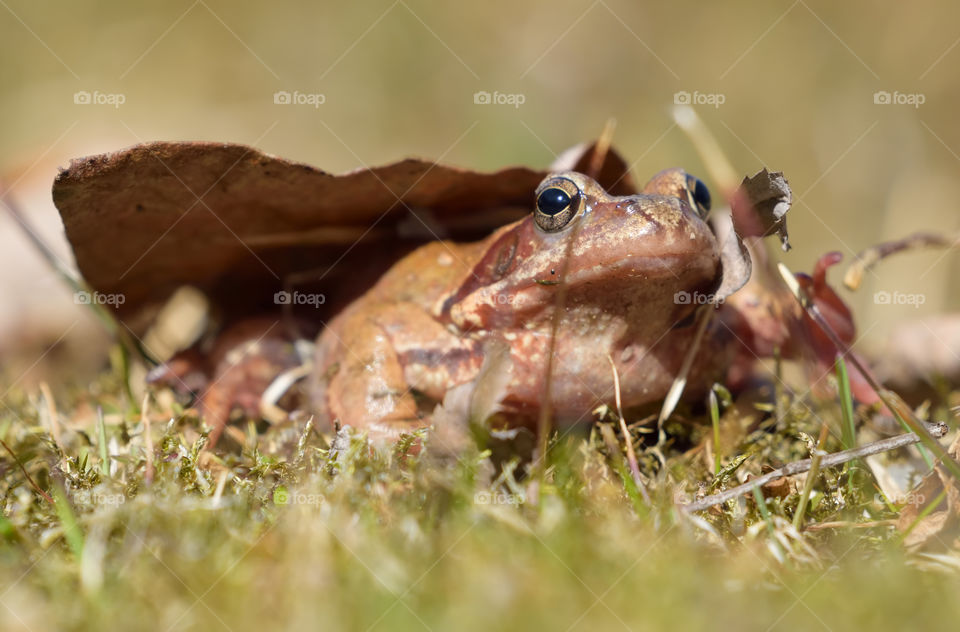 Close-up of a brown frog in a grass lawn with pine needles and a dry leaf on sunny spring afternoon in Southern Finland.