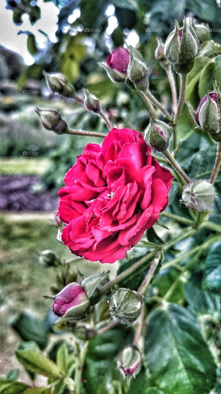 Pink rose . in the garden 