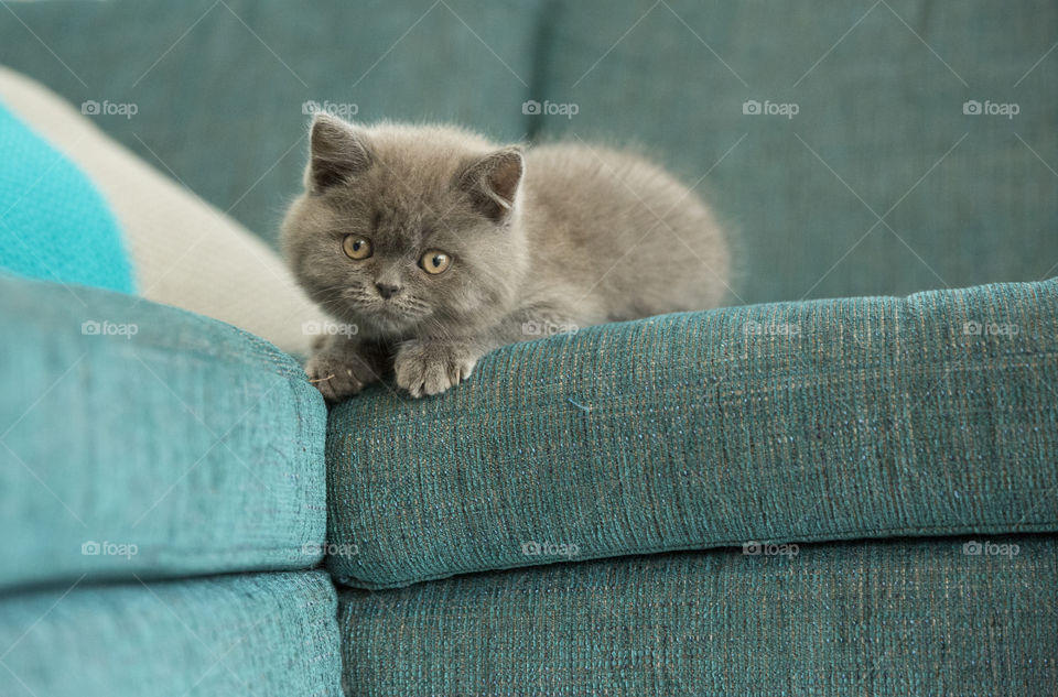 Little kitten on sofa