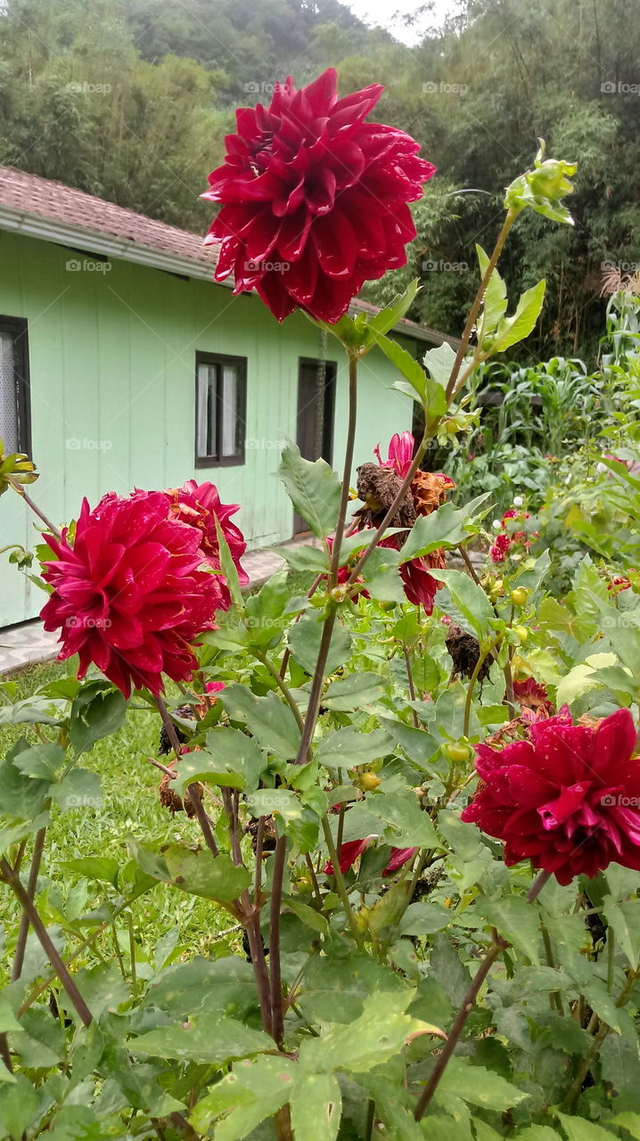 FLOWER, GARDEN, DAHLIA, LEAVES.