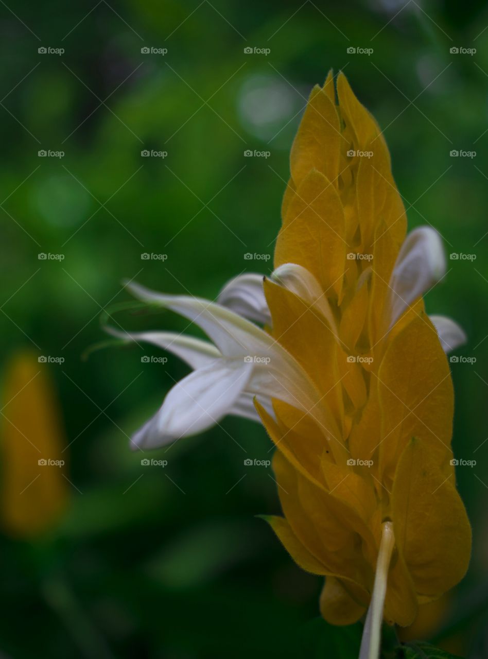 beautiful flowers