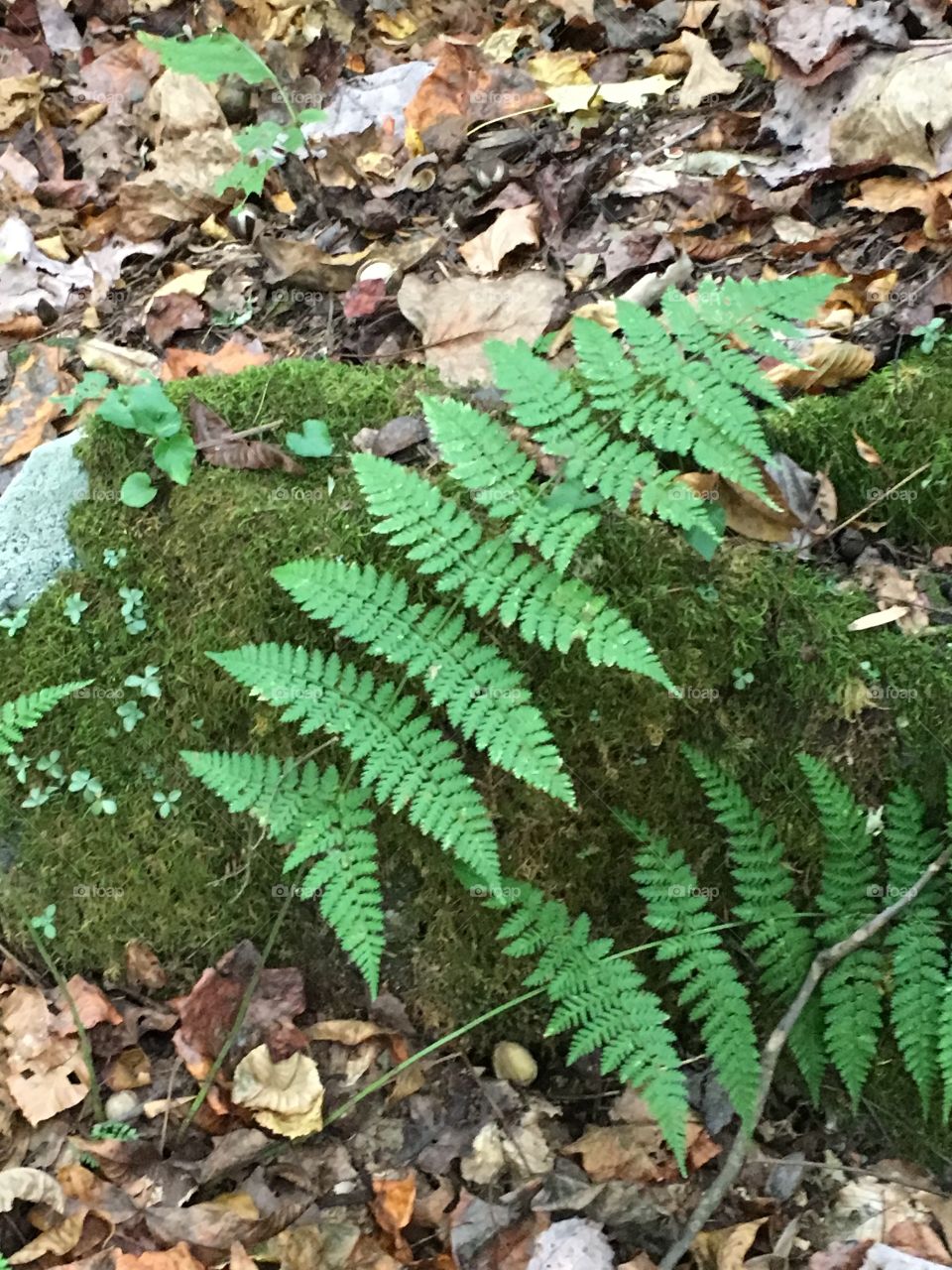 Soft ferns and moss