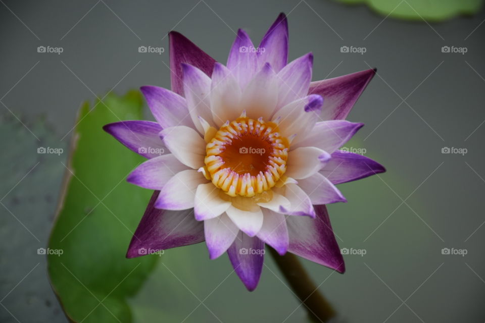 lotus