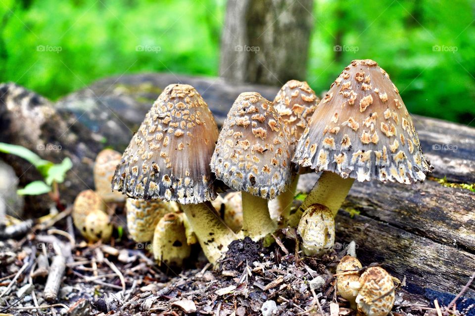 Mushrooms in the park. 