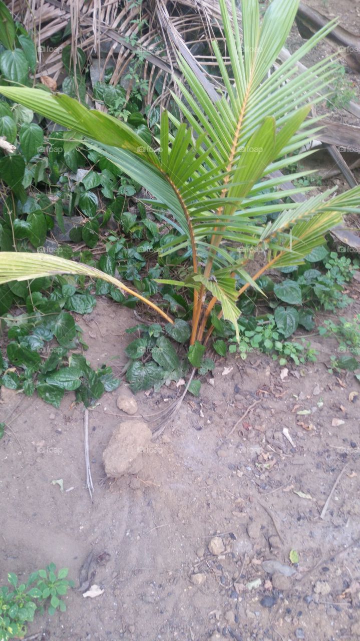coconut plant