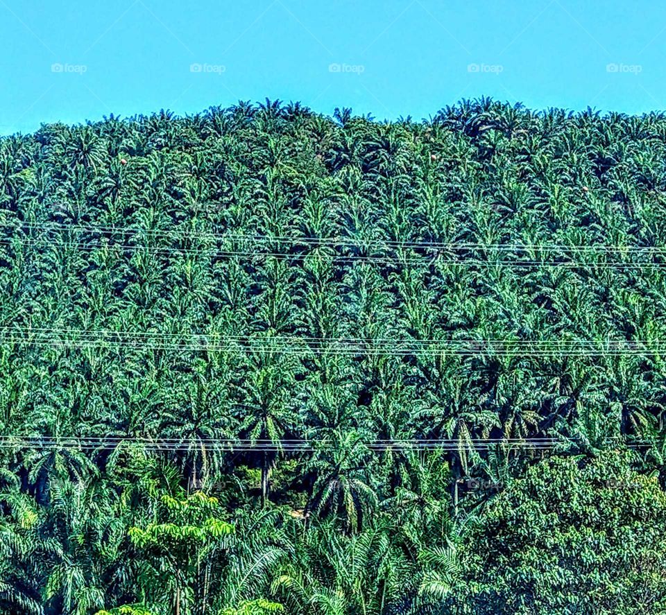 A large palm forest. a tropical scenery, palm trees are useful plant. their neat and large also are beauty!