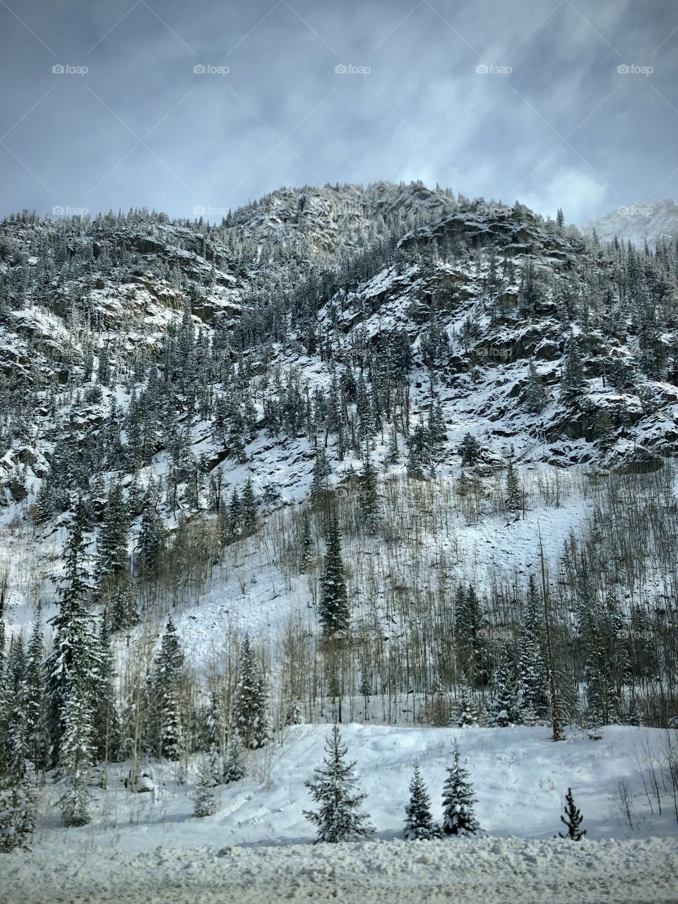 Snow covered mountain side and pine trees.