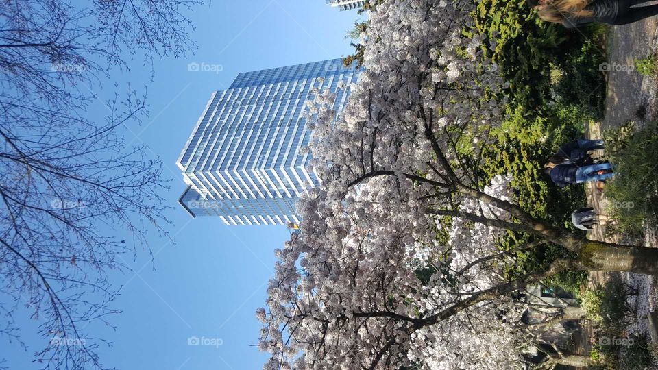 Cherry blossom in the City,
Ones again I took this picture from my Samsung galaxy S6 at Bellevue downtown park it was the place that I like the most, and when I want to do exercise this park is good for run and walk.