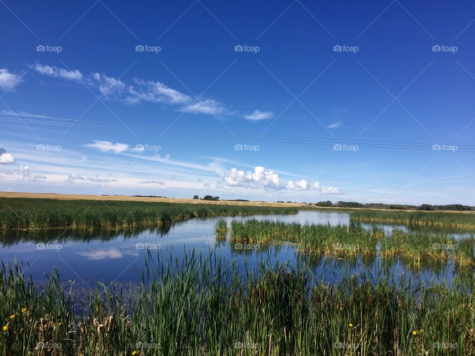 Marshland with field 