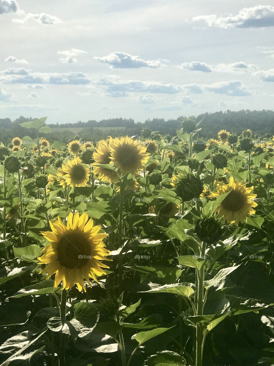 Field of sunflower 