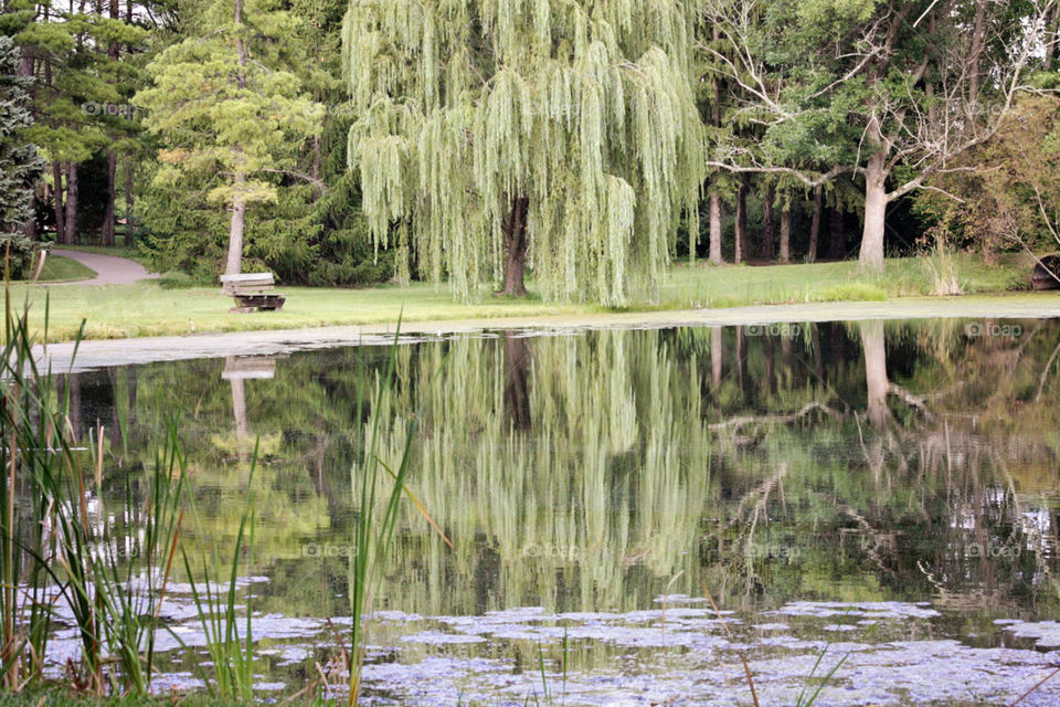 Willow tree reflecting in a pond