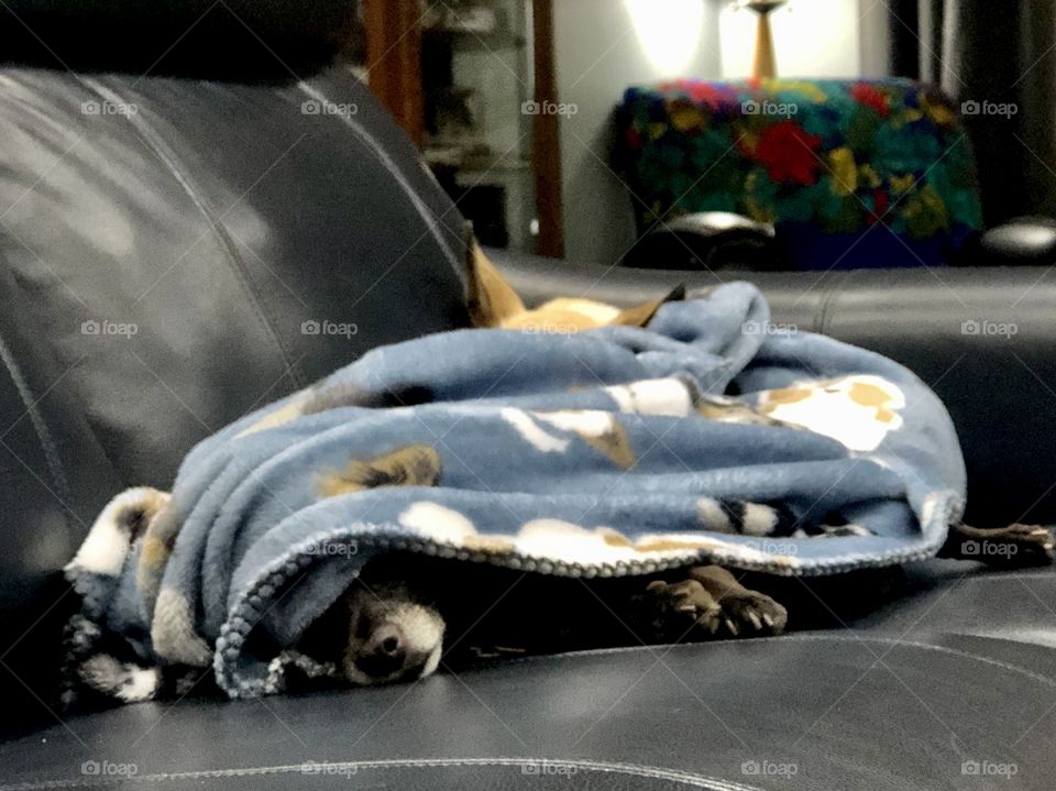 Elderly black chihuahua mix enjoying his blanket 