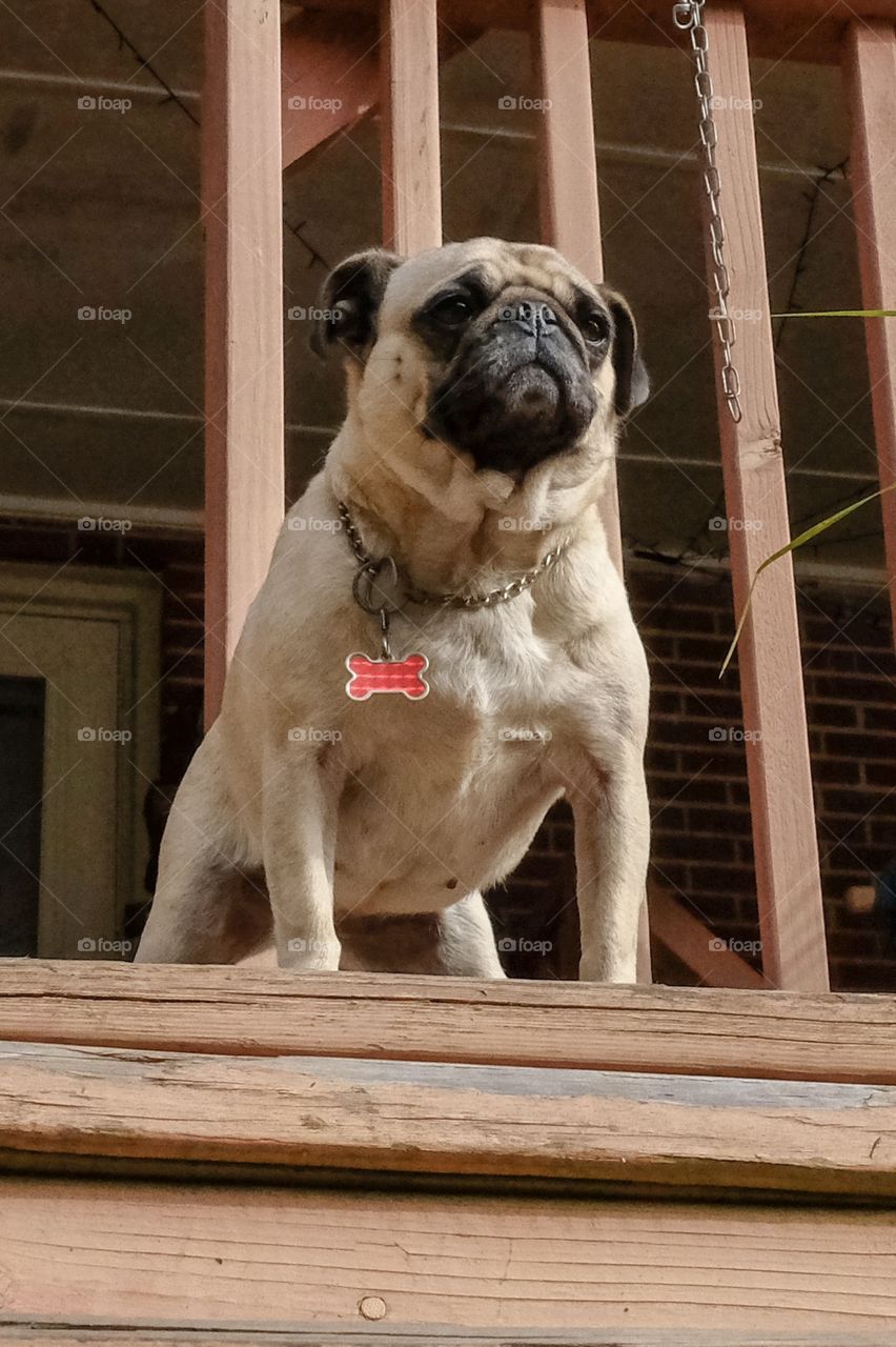 Foap, Dogs of the USA: A proud pug thinks she’s queen of the homestead. 