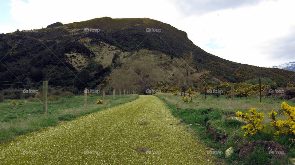 Yellow trail